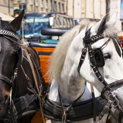 Balade à cheval à Hollywood