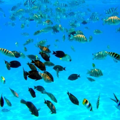 Baptême de plongée sous-marine dans le lagon Moorea