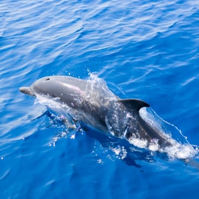 Observation des dauphins