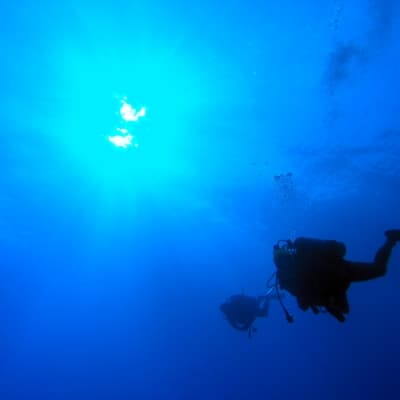 Observation sous-marine à la passe Tiuta en plongée libre