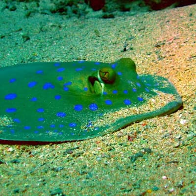 Safari requins et raies en plongée libre