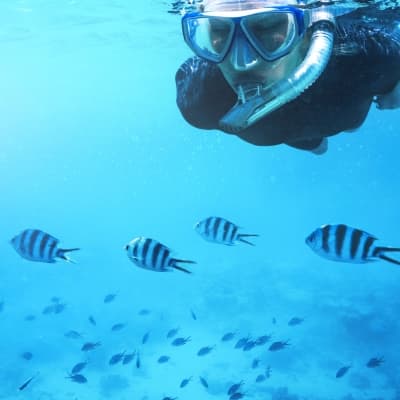 Snorkeling Safari