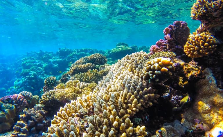 Tour ecologique du récif corallien