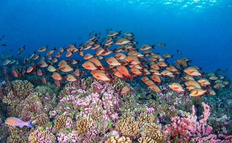 Rangiroa, merveille des Tuamotu